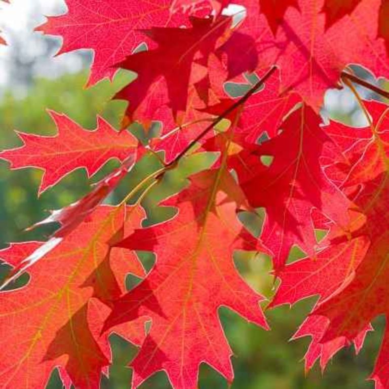 Derrière Chez Vous – Le Chêne rouge d’Amérique