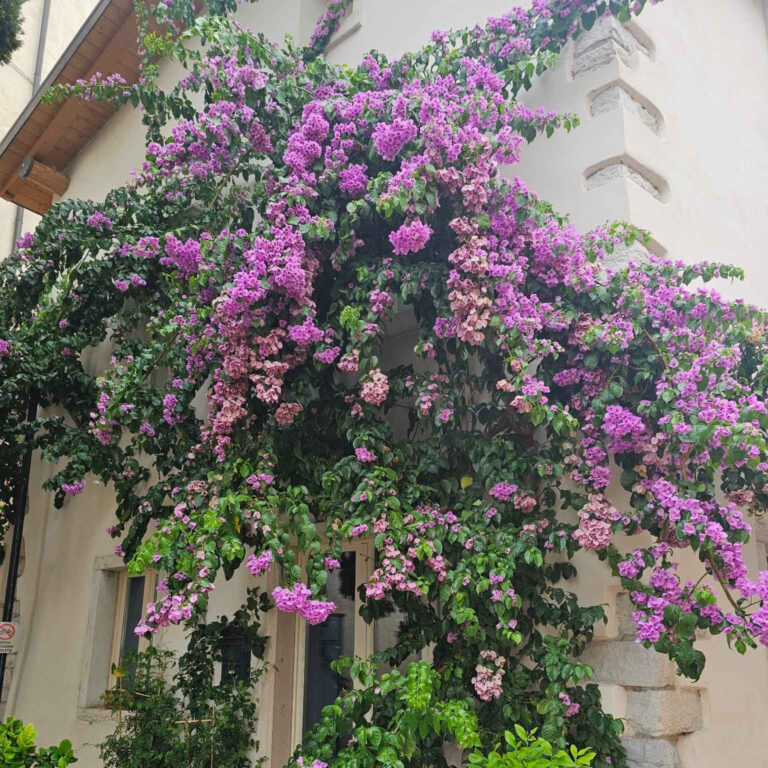 Derrière Chez Vous – Bougainvillier
